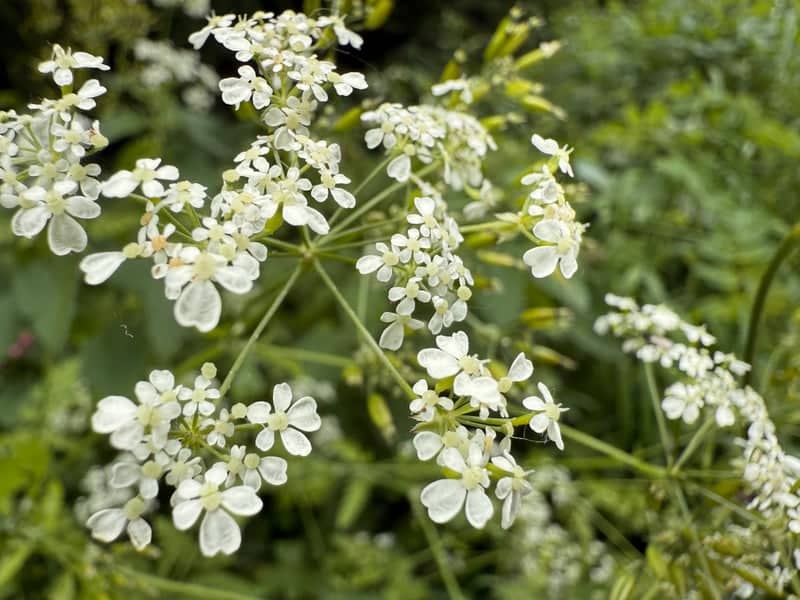 Dorset Countryside Hedgerow - Image 1