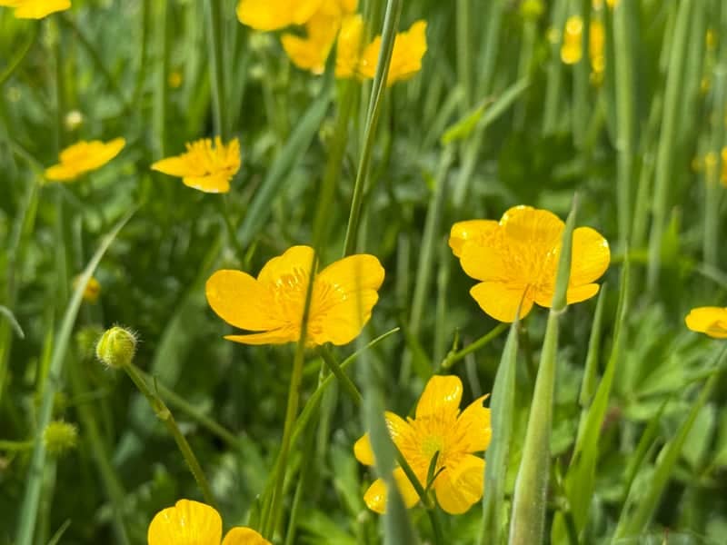 Shillingstone Wildflower Meadow - Image 1