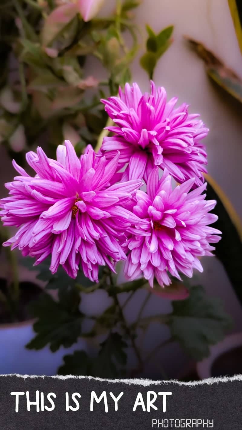 Morbi Garden Flora - Image 1