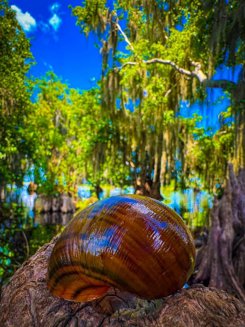 Blue Cypress Lake - Image 1