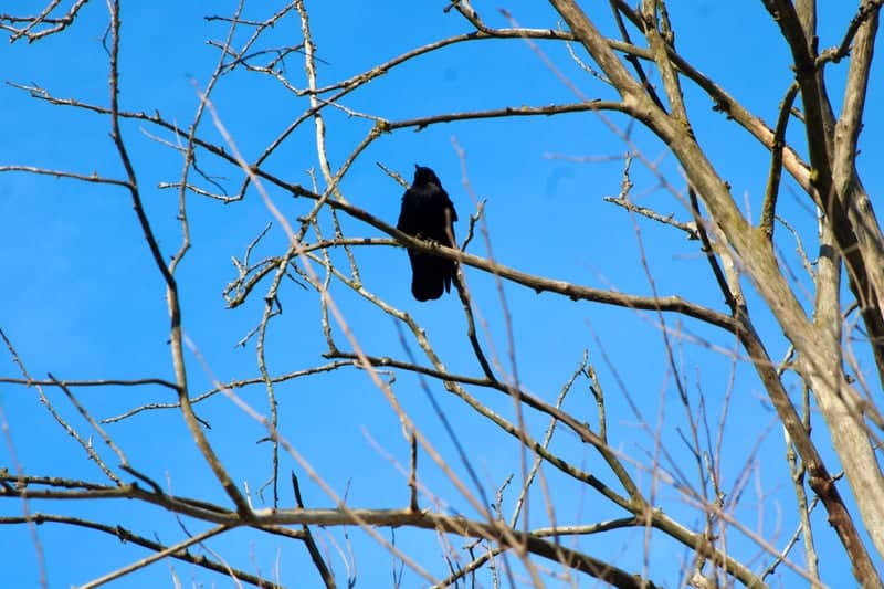 Woodland Canopy Birdwatching Spot - Image 1