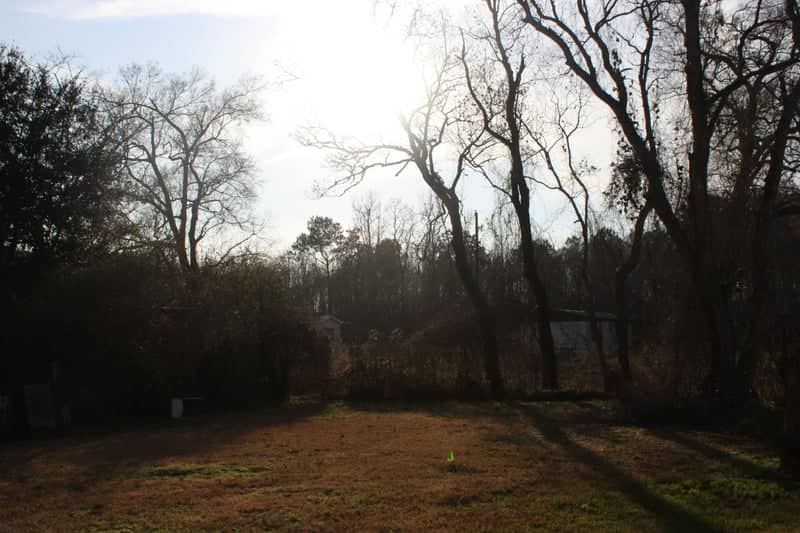 Elton Rural Woodland Edge - Image 1