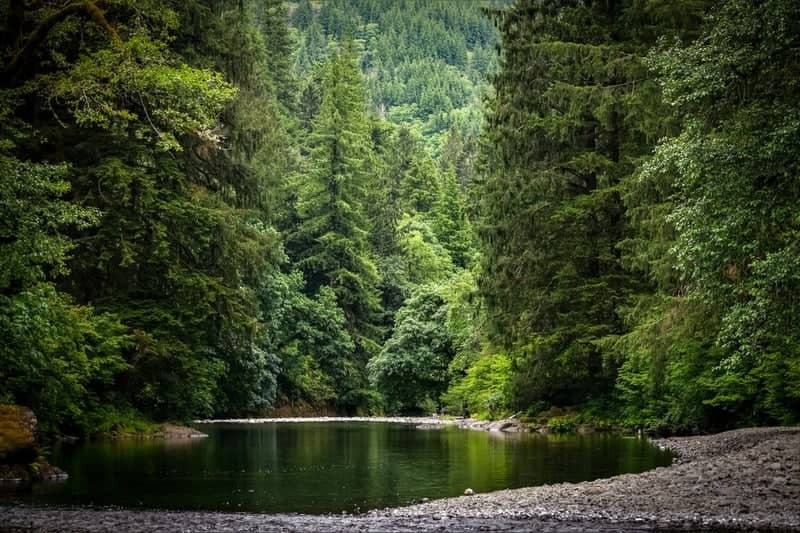 Tillamook State Forest River Bend - Image 1