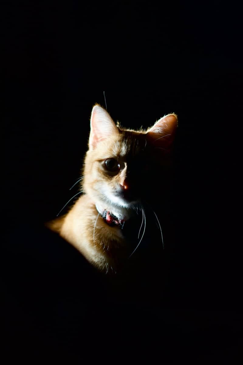 Low-Key Portrait Studio - Image 1
