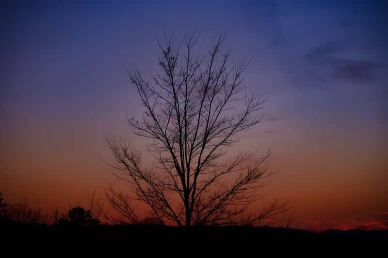 Jenkins Township Sunset Tree - Image 1