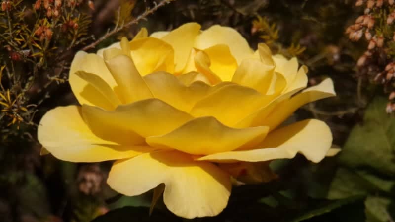 Hatfield Peverel Garden - Image 1