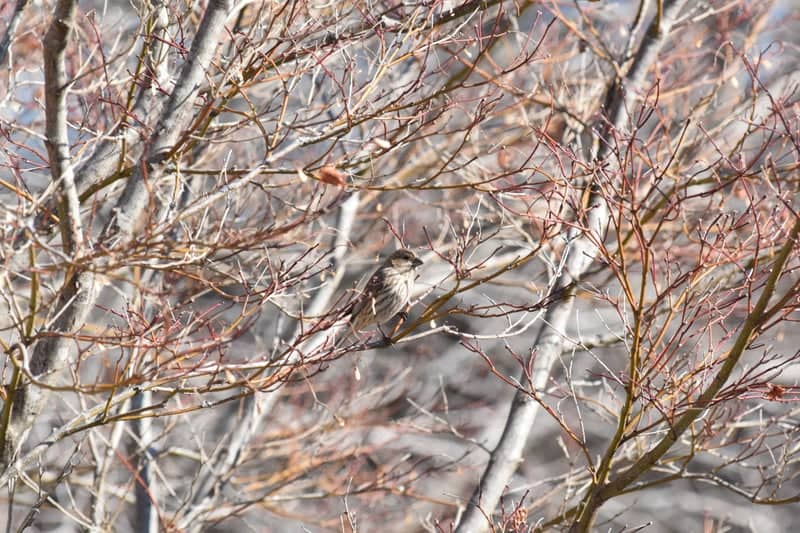 Mint Hill Nature Thicket - Image 1