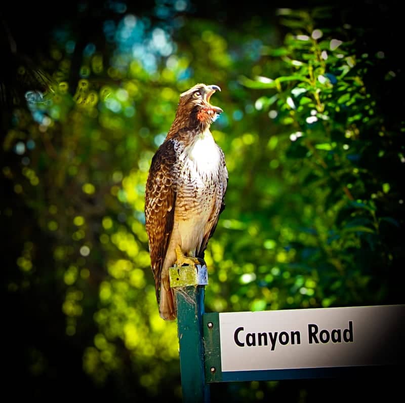 Palos Verdes Estates Canyons - Image 1
