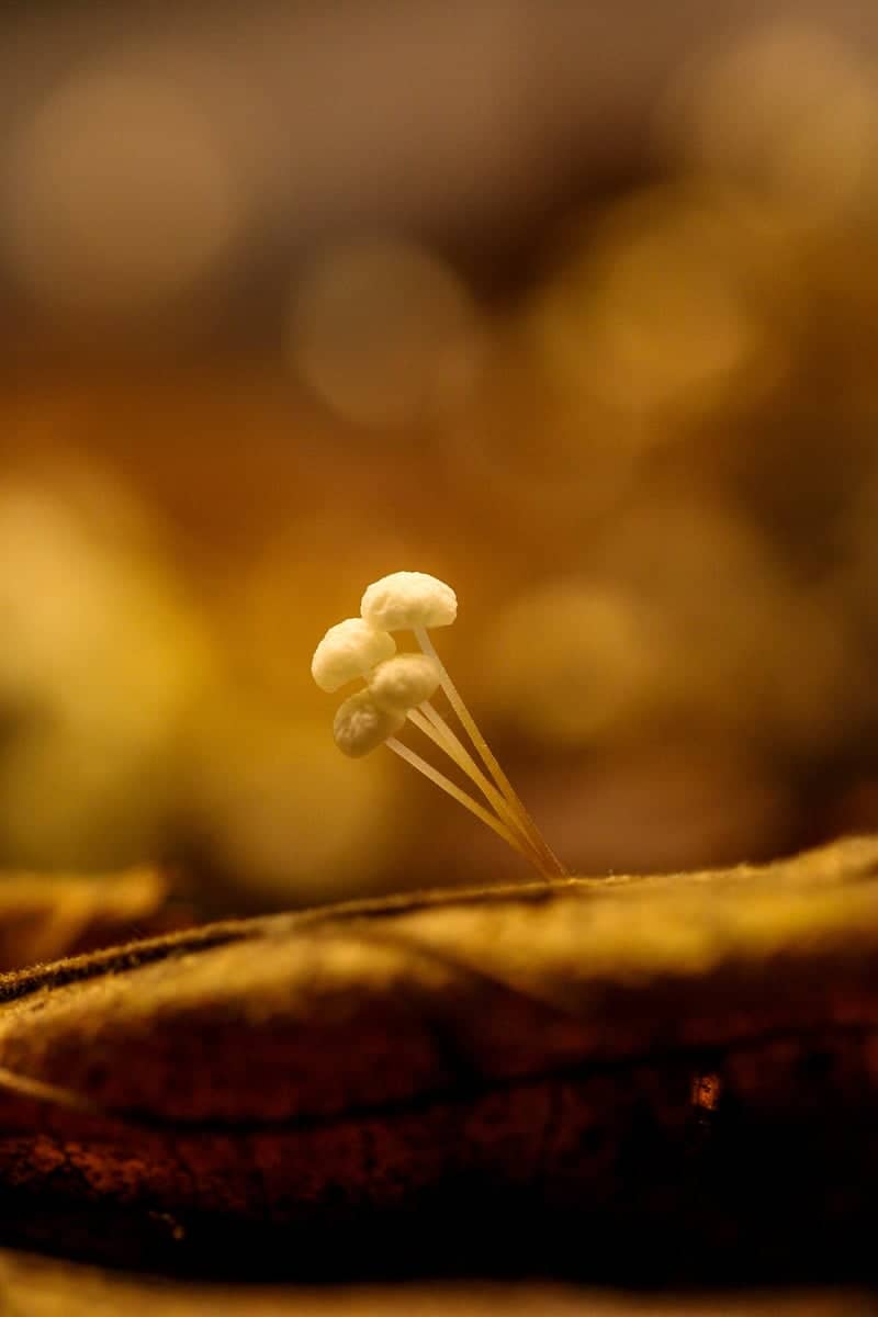 Corby Garden Macro Spot - Image 1