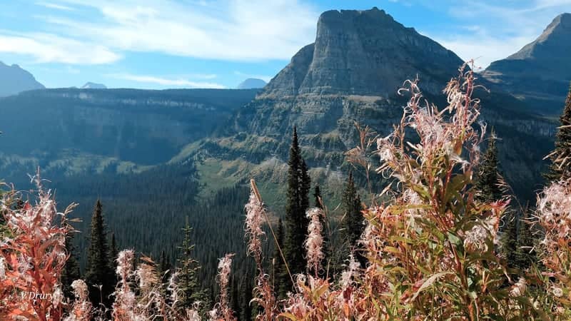 Logan Pass Overlook - Image 1