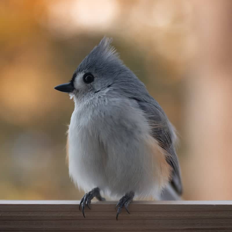 Mechanicsville Backyard Birding - Image 1