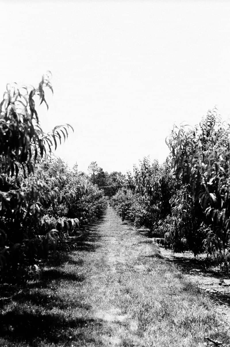 Orchard Path at Camden Children's Garden - Image 1