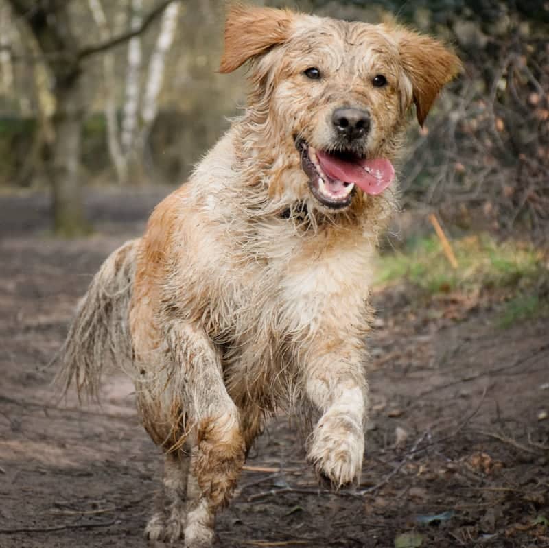 Wirral Country Park - Image 1