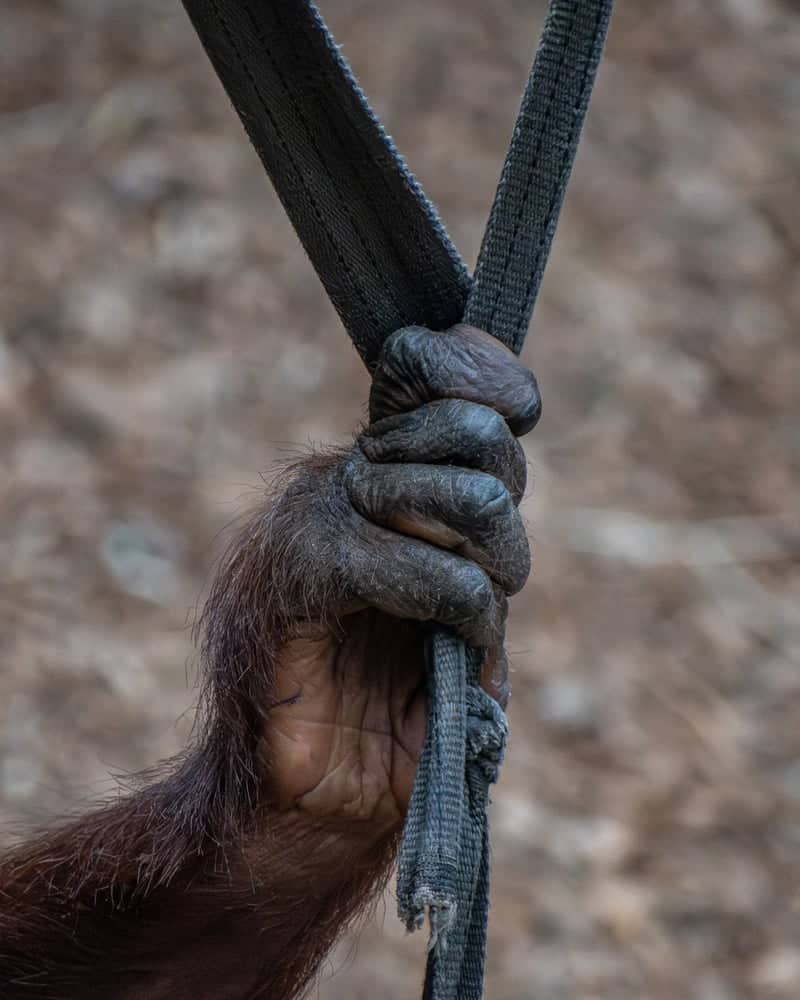 Chester Zoo - Image 1