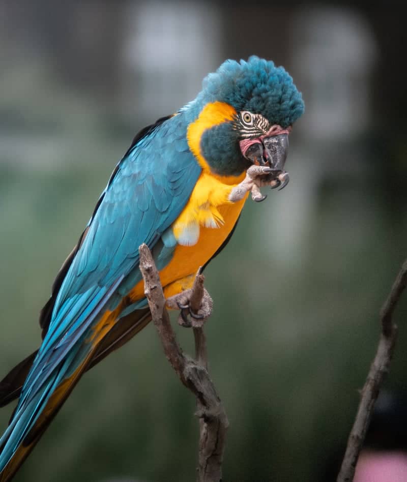 ZSL Whipsnade Zoo - Image 1