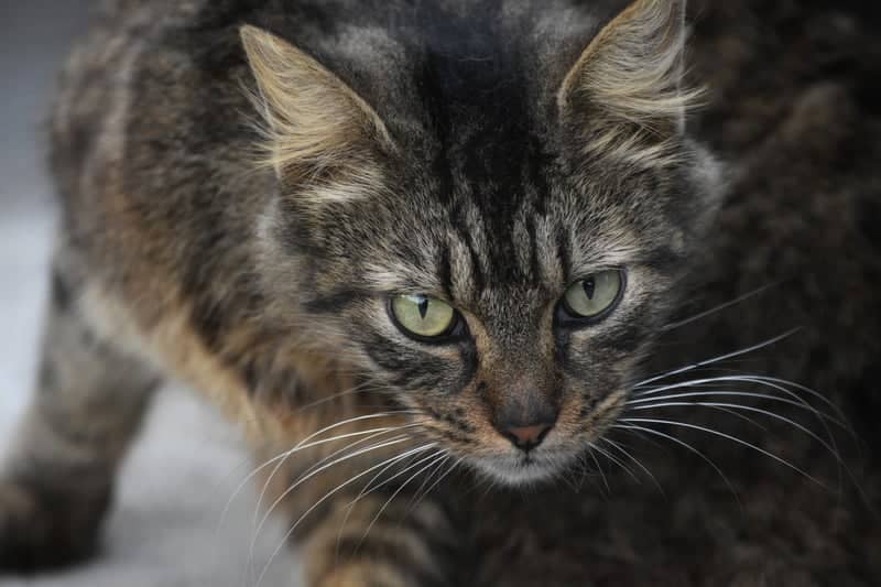 Brownsville Animal Shelter - Image 1