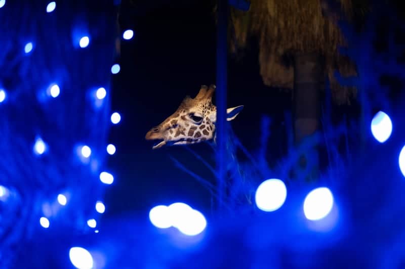 WildLights at The Living Desert - Image 1