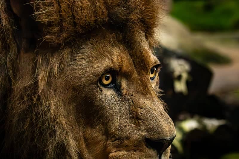 Colchester Zoo - Image 1