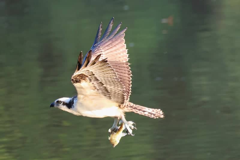 Saw Mill River Wildlife Area - Image 1