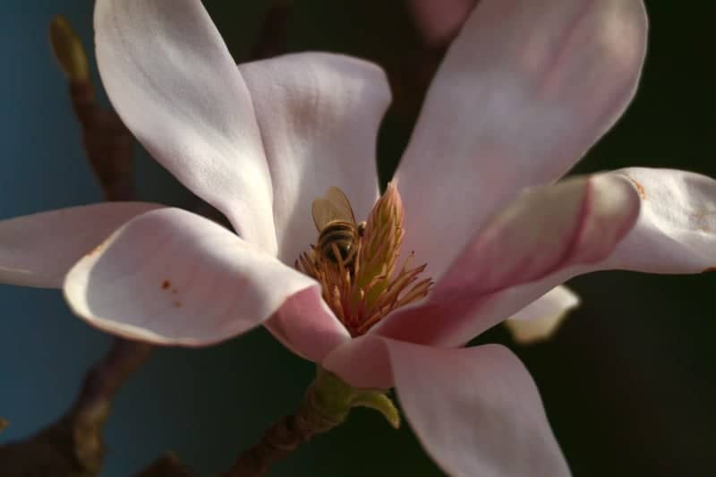 Binghamton University Campus Blooms - Image 1