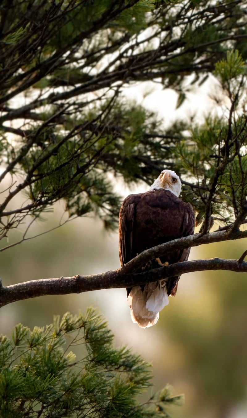 Lake Massasecum Bald Eagle Perch - Image 1