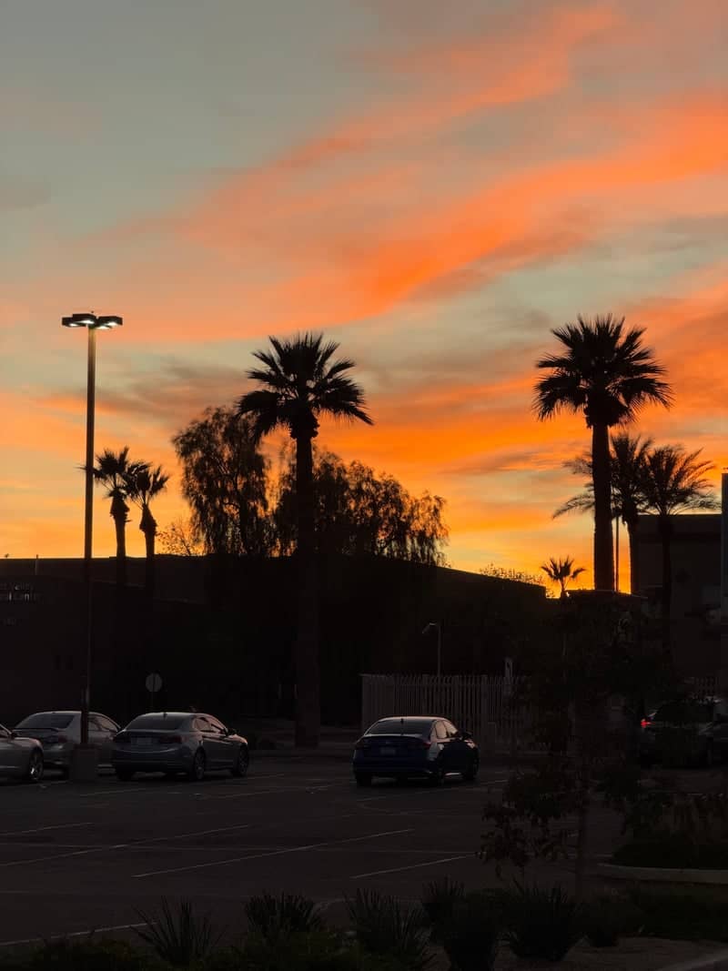 Goodyear Palm Silhouettes - Image 1