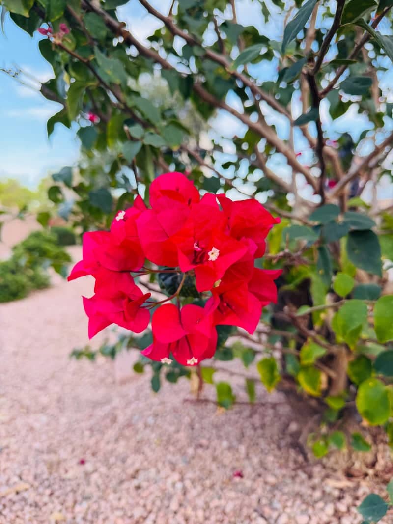 Ocotillo Desert Blooms - Image 1