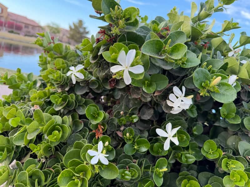 Ocotillo Lakefront - Image 1