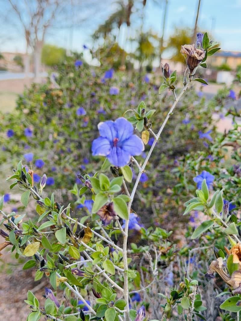 Chandler Desert Garden Blooms - Image 1