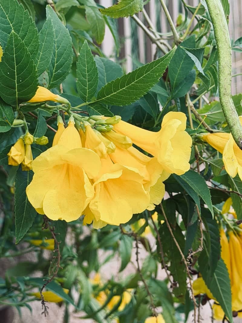 Fulton Ranch Gardens - Image 1