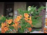 Buckeye Garden Blooms - Image 1