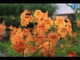 Buckeye Desert Garden - Image 1