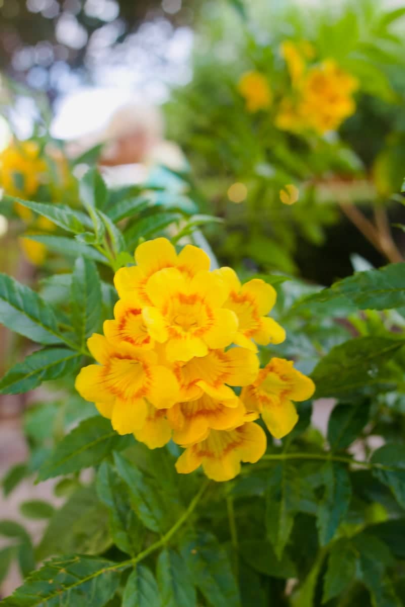 Buckeye Desert Garden - Image 1