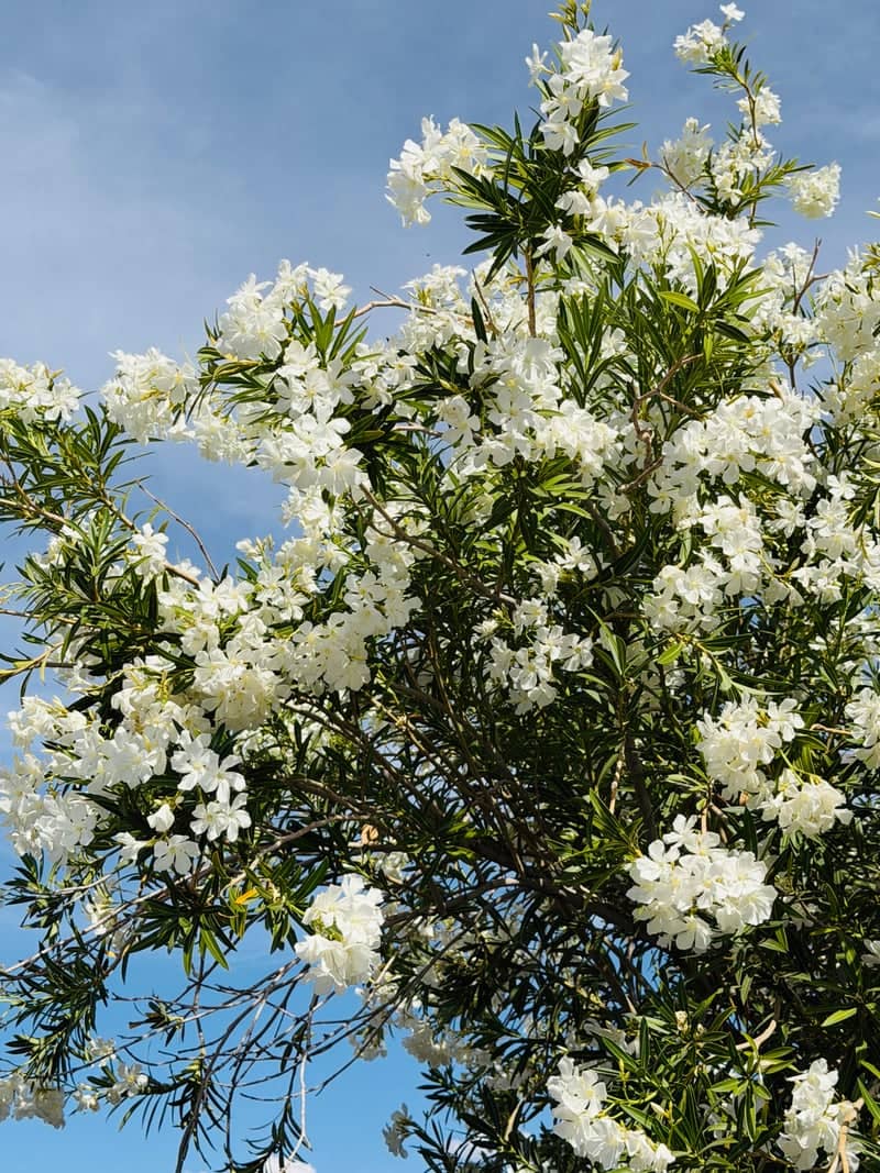 Alma School Road Oleander Blooms - Image 1