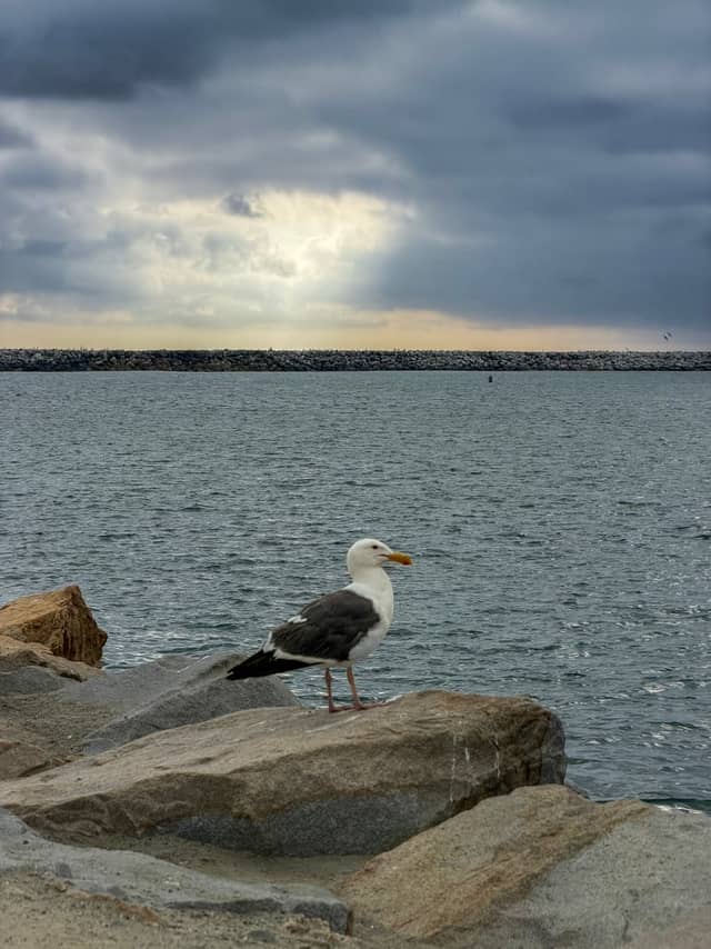 Oceanside Harbor Breakwater - Image 1