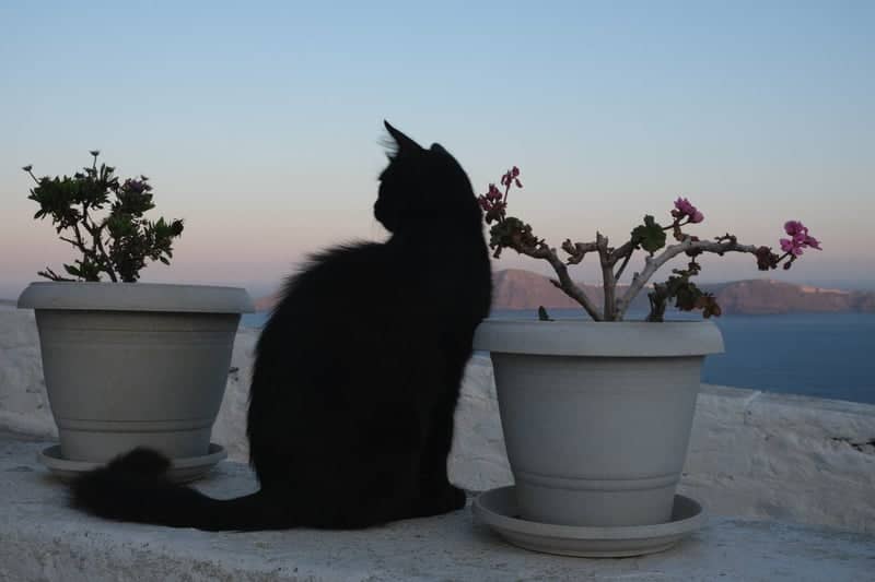 Santorini Caldera Overlook - Image 1