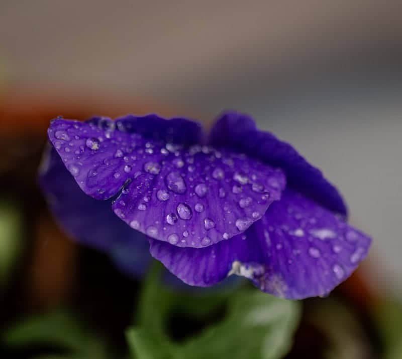 Mechanicsburg Garden Macro Spot - Image 1