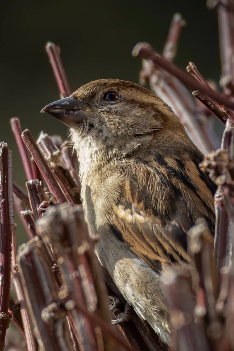 Canonsburg Suburban Wildlife Spot - Image 1
