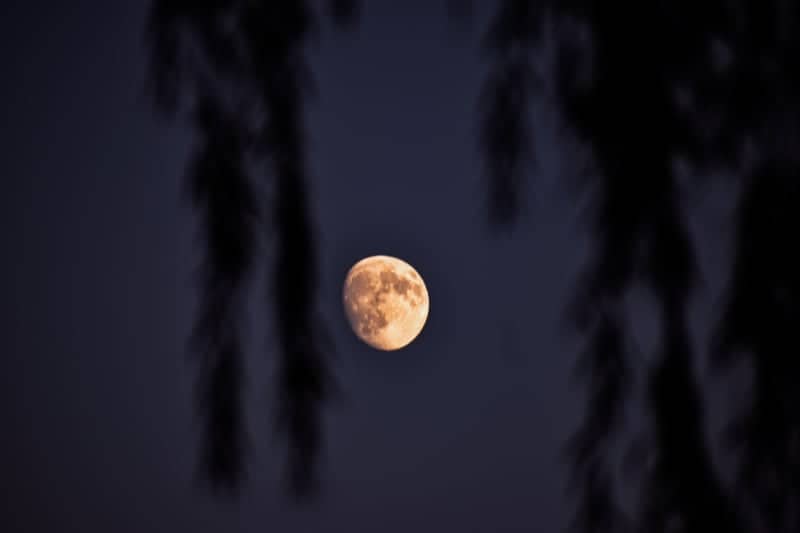 Potsdam Moonlit Canopy - Image 1