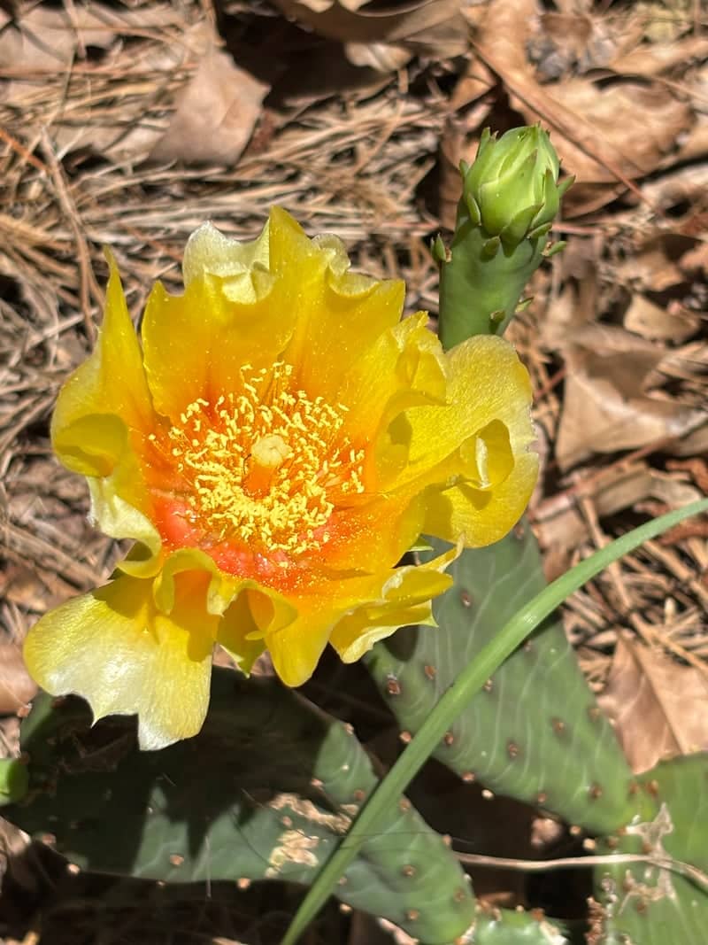East Texas Prickly Pear Bloom - Image 1