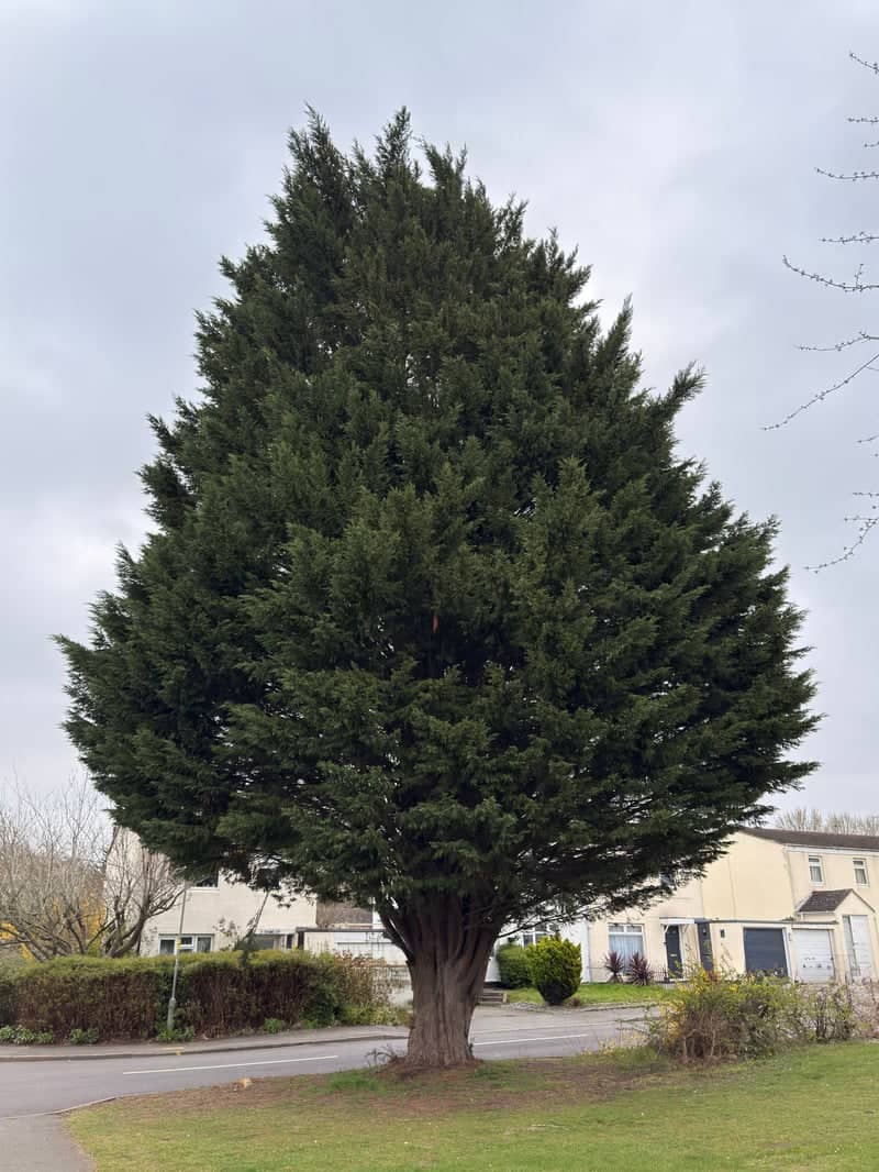 Stantonbury Evergreen - Image 1