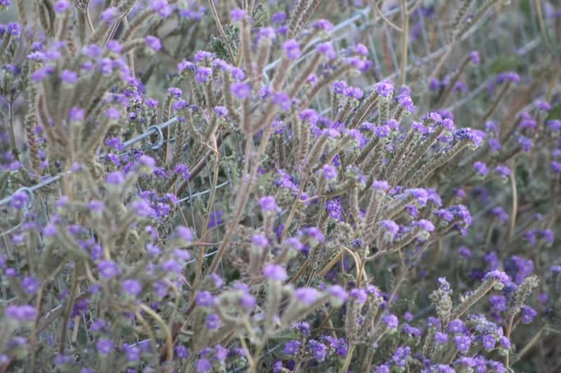 River Mountains Loop Trail Wildflowers - Image 1