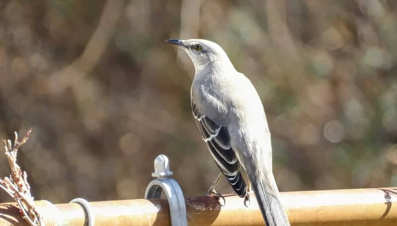Hamlin Avenue Birding Spot - Image 1