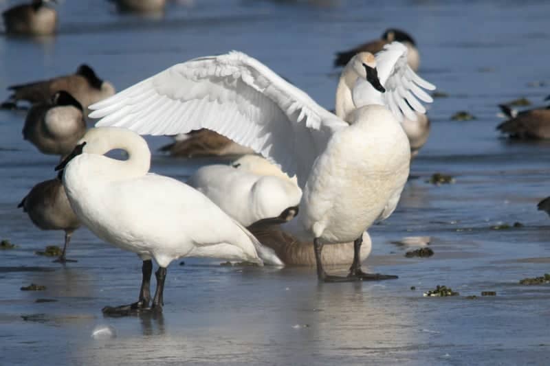 Central Park Wetlands - Image 1
