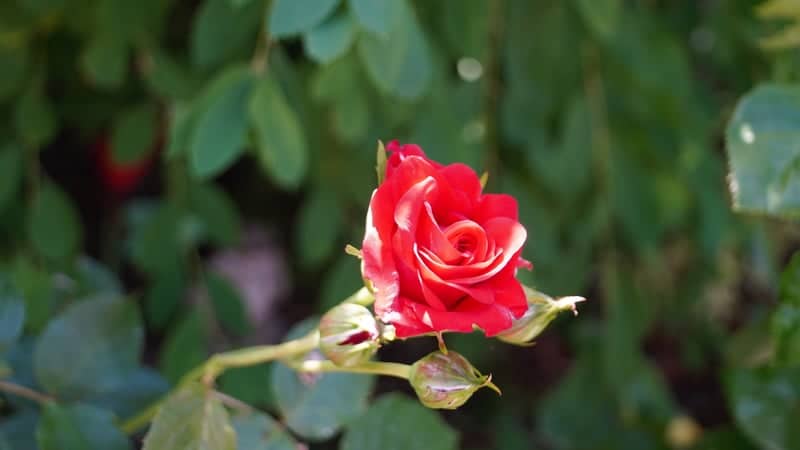 Tamworth Garden Bloom - Image 1