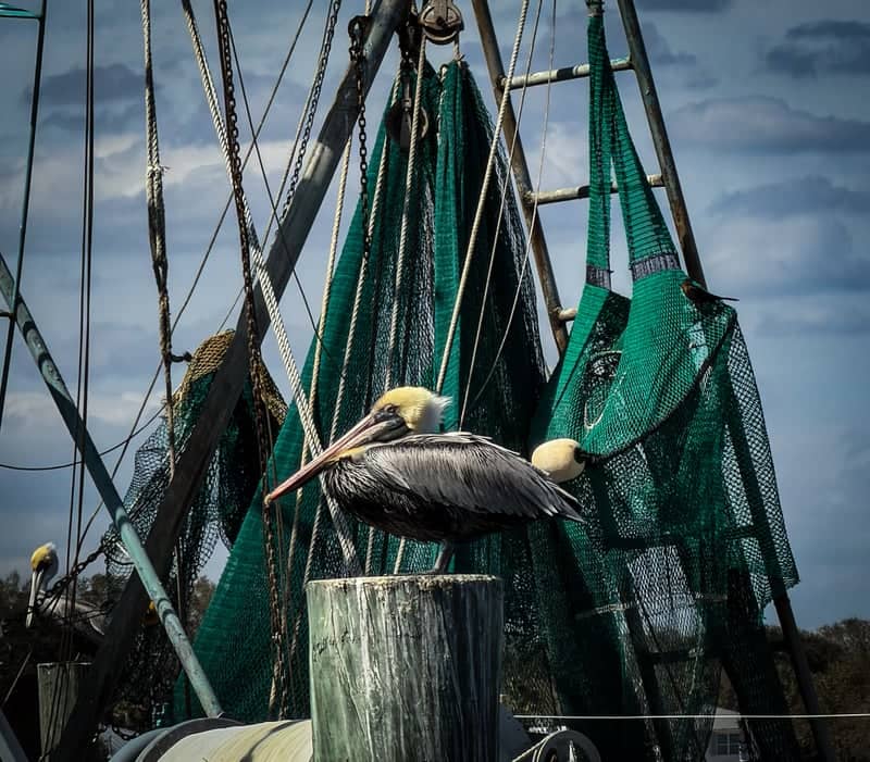 Mayport Shrimp Boat Docks - Image 1