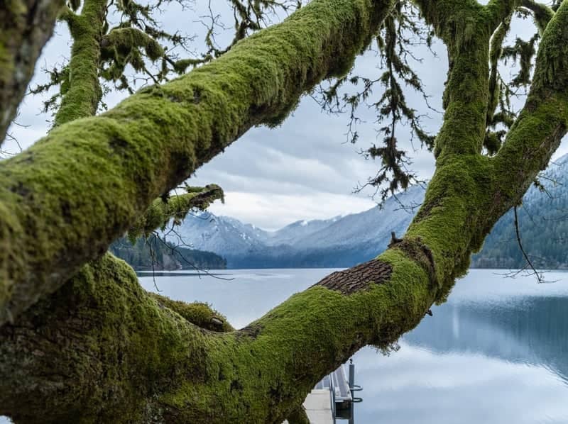 Lake Crescent - Image 1