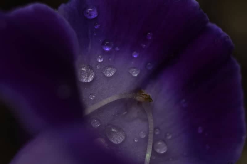 Aspen Glen Floral Garden - Image 1