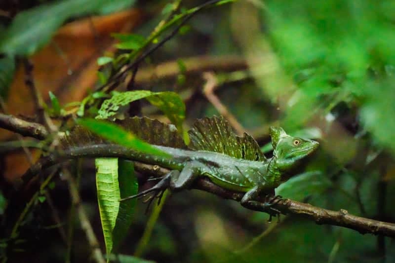 Monteverde Cloud Forest Reserve - Image 1