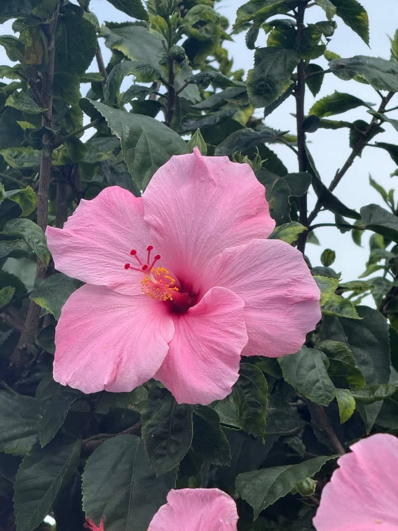 Stuart Tropical Garden - Image 1